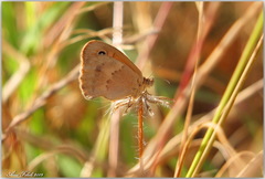 Coenonympha
