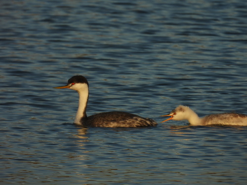 iNaturalist observation photo of Clark's Grebe