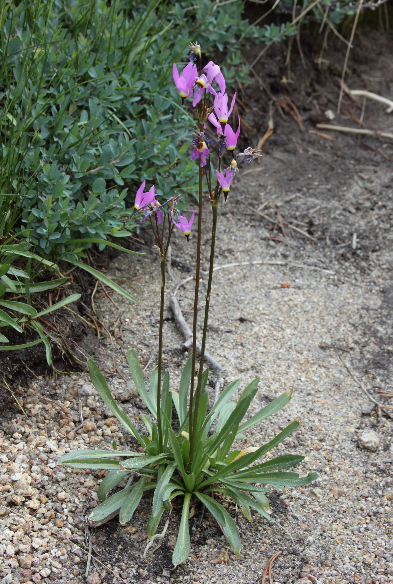 Primula tetrandra