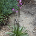 Alpine Shooting Star - Photo (c) R.J. Adams, some rights reserved (CC BY-NC), uploaded by R.J. Adams
