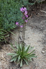 Alpine Shooting Star - Photo (c) R.J. Adams, some rights reserved (CC BY-NC), uploaded by R.J. Adams