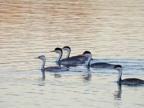 iNaturalist observation photo of Clark's Grebe