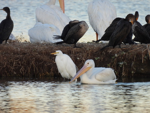 iNaturalist observation photo of American White Pelican