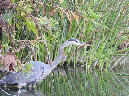 iNaturalist observation photo of Great Blue Heron