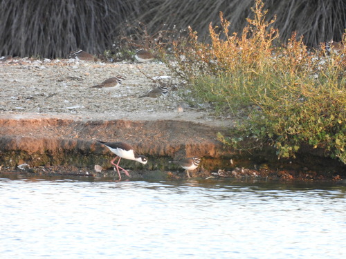 iNaturalist observation photo of Black-necked Stilt