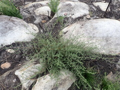 Aspalathus digitifolia