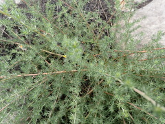 Aspalathus digitifolia