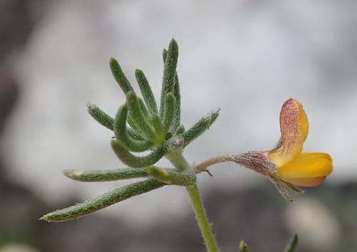 Image of Aspalathus digitifolia by (c) Nicola van Berkel, some rights reserved (CC BY-SA)
