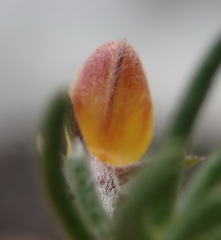 Aspalathus digitifolia