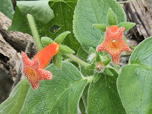Kohleria rugata, photograph 3