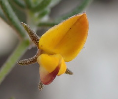 Aspalathus digitifolia