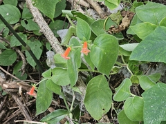 Kohleria rugata, photograph (c) Liliana Ramírez-Freire, some rights reserved (CC BY)