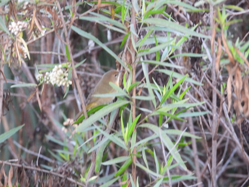 iNaturalist observation photo of Common Yellowthroat
