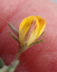 Aspalathus digitifolia