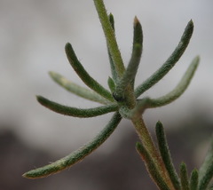 Aspalathus digitifolia