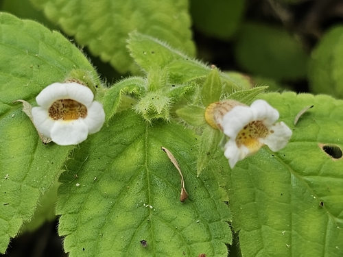 Achimenes warszewicziana (Achimenes warszewicziana)