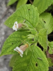 Achimenes misera, photograph Liliana Ramírez-Freire, CC BY, iNaturalist via GBIF