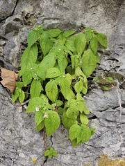 Achimenes misera, photograph Liliana Ramírez-Freire, CC BY, iNaturalist via GBIF