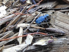 Cicindela depressula