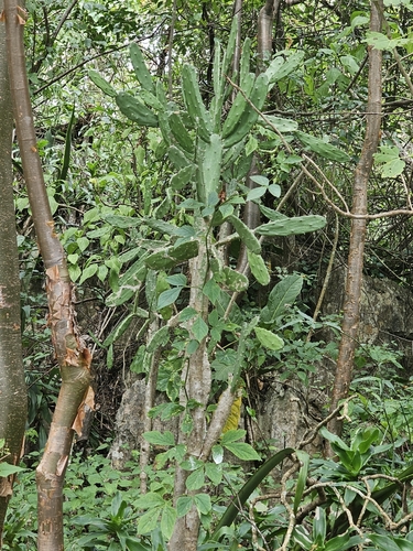 Image of Opuntia dejecta by (c) Liliana Ramírez-Freire, some rights reserved (CC BY)