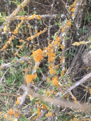 Xanthomendoza concinna