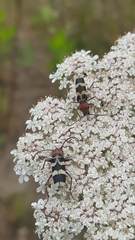 Chlorophorus trifasciatus