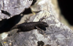 Algyroides nigropunctatus