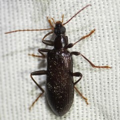Statira