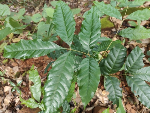 Aglaia elaeagnoidea