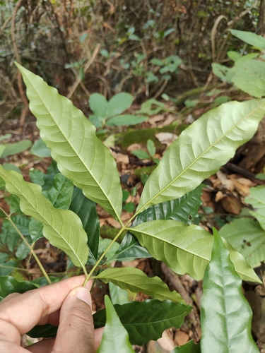 Aglaia elaeagnoidea