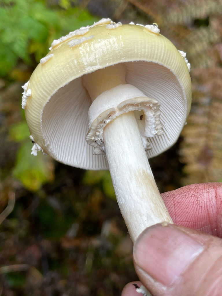 Amanita sp. 'muscaria-PNW03'