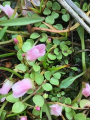 Lysimachia tenella