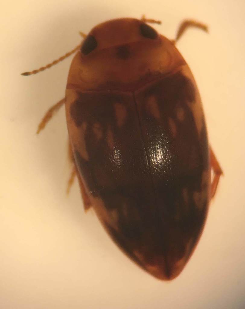 Neoporus blanchardi