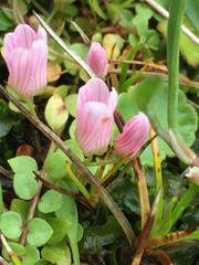 Lysimachia tenella