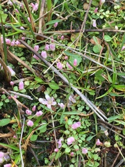 Lysimachia tenella