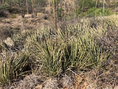Agave schottii