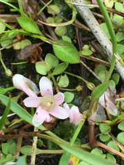 Lysimachia tenella