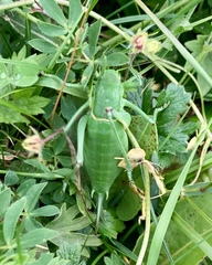 Polysarcus denticauda