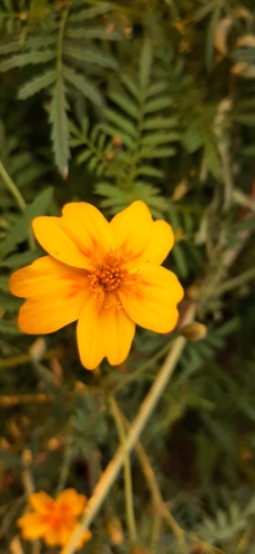 Image of Tagetes lunulata by (c) Claudia Ramírez, some rights reserved (CC BY-SA)