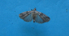 Acrobasis normella