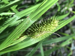 Carex typhina
