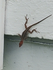 Anolis sagrei
