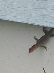 Anolis sagrei