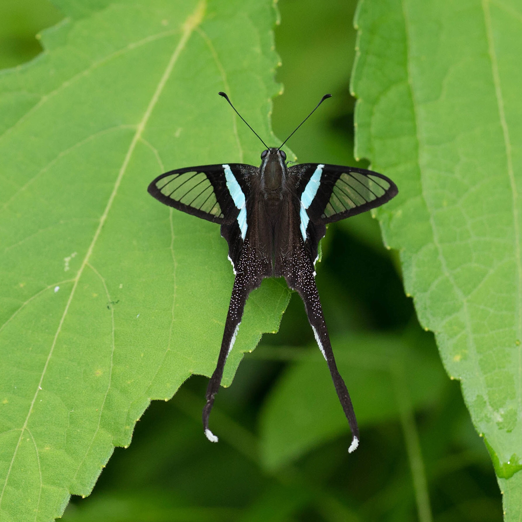 Dragontail Butterflies