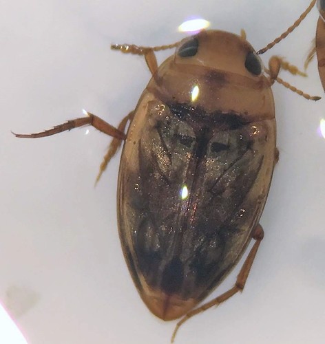 Neoporus psammodytes