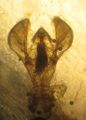 Acrobasis normella