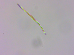 Monoraphidium intermedium