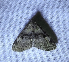 Metalectra quadrisignata