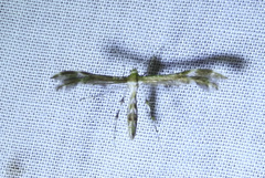 Dejongia lobidactylus
