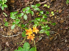Rhododendron calendulaceum